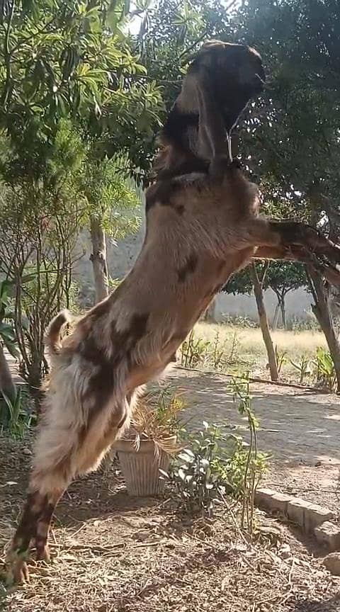 bhalwali beetal bakra 4