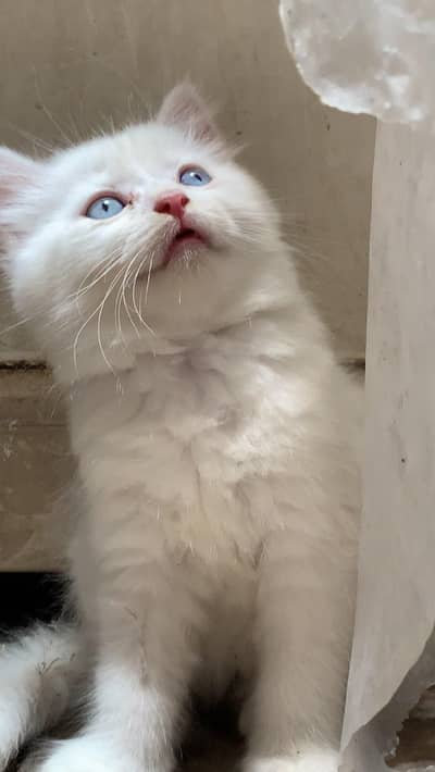 white Persian cat