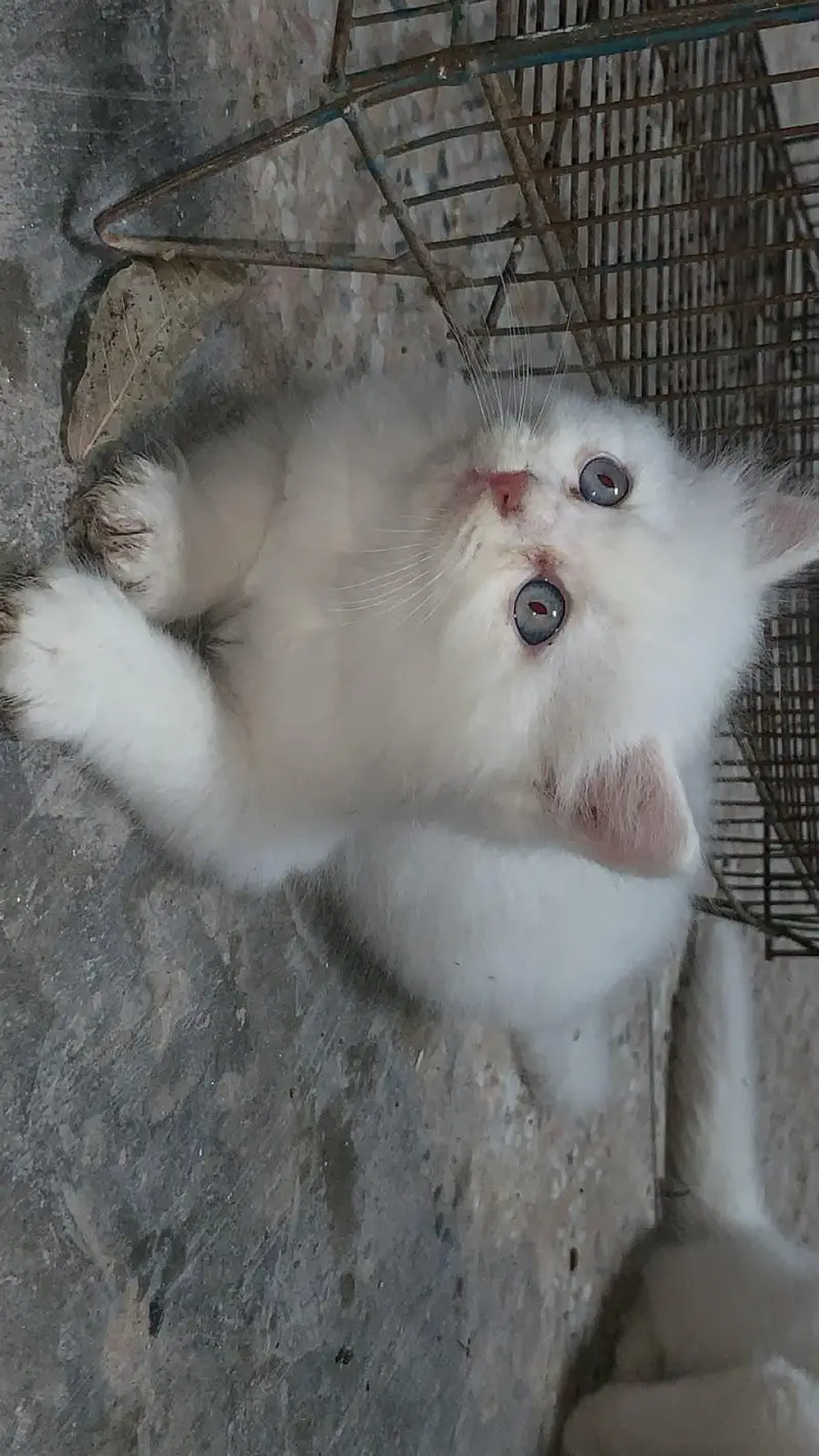 white Persian cat — photo 2