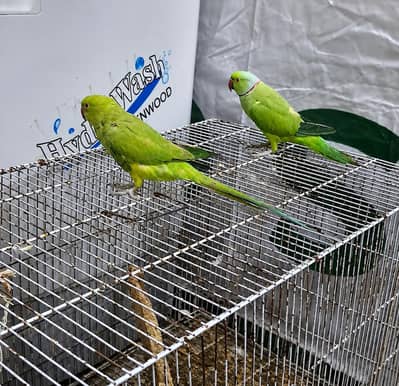green pair