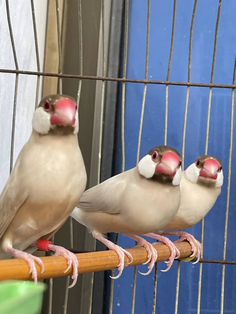 Java finches 0