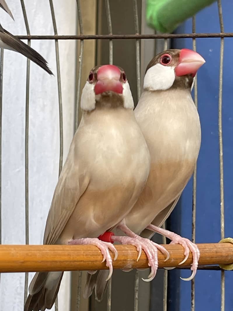 Java finches 1