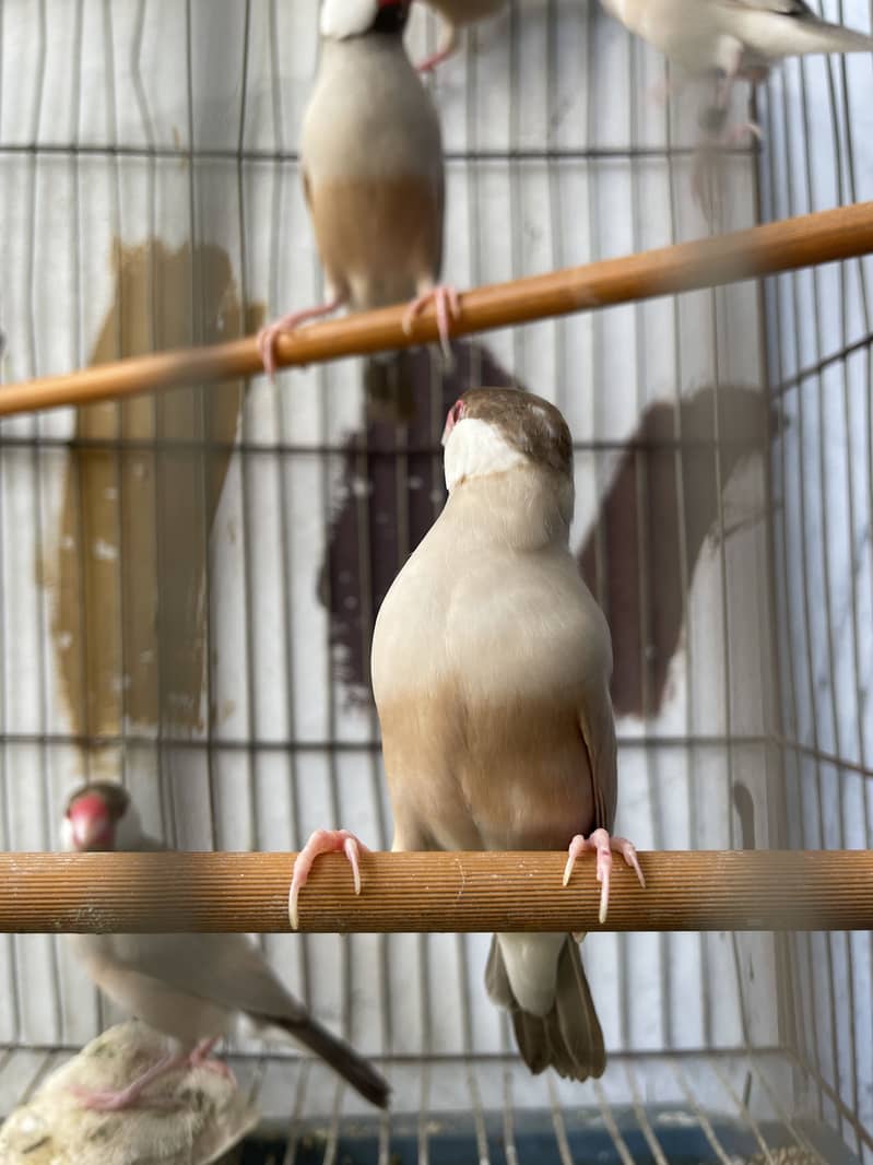 Java finches 2