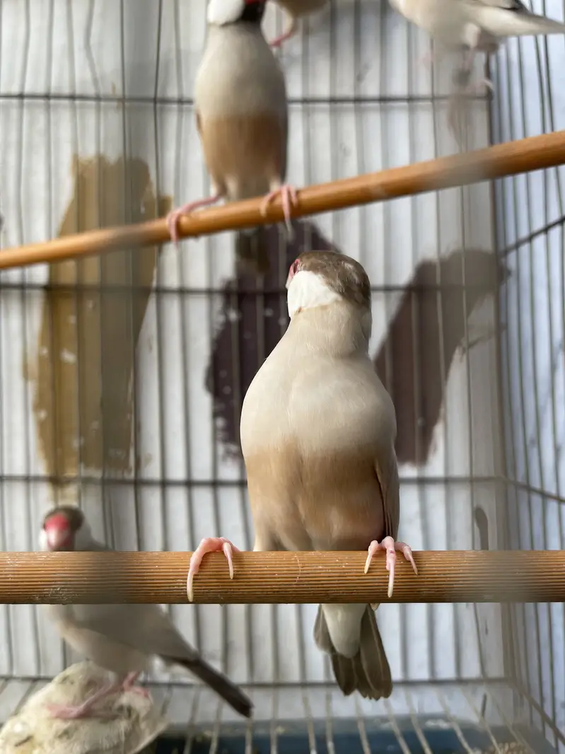 Java finches — photo 3