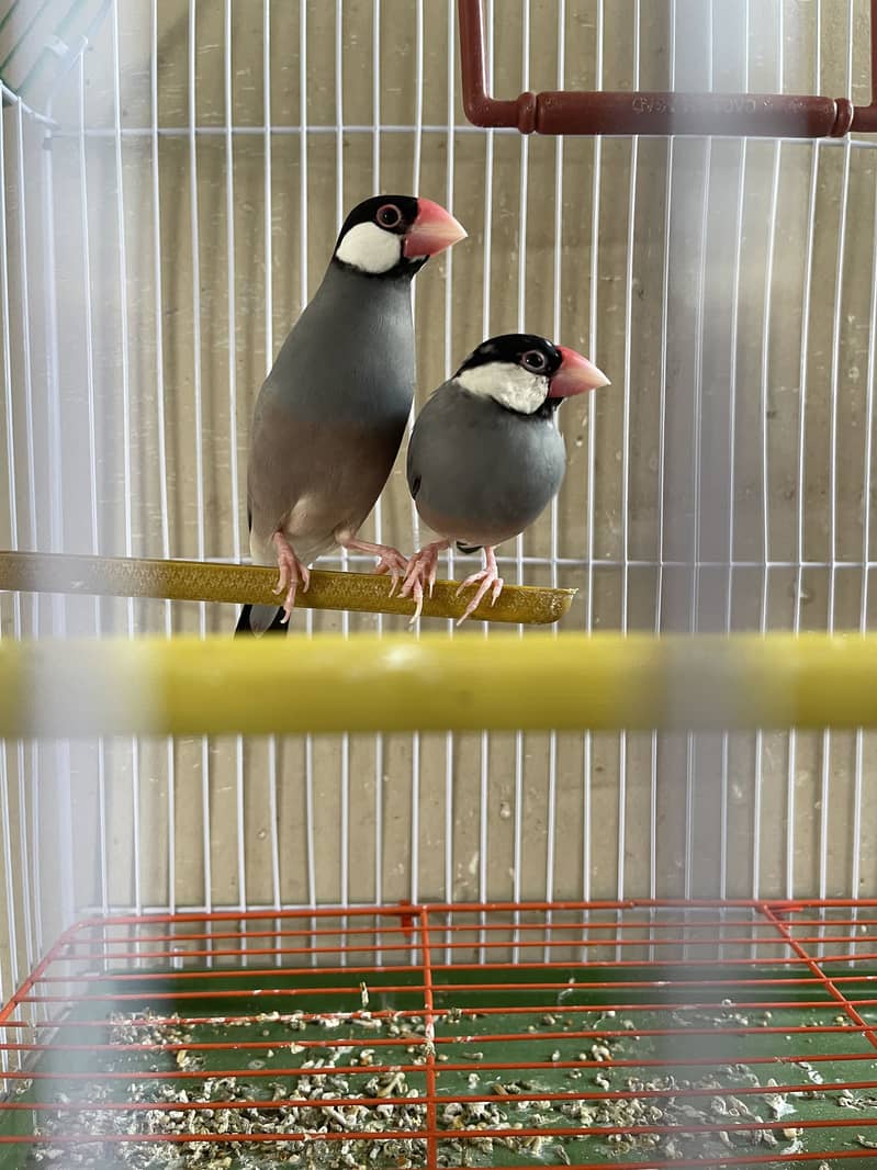 Java finches 3