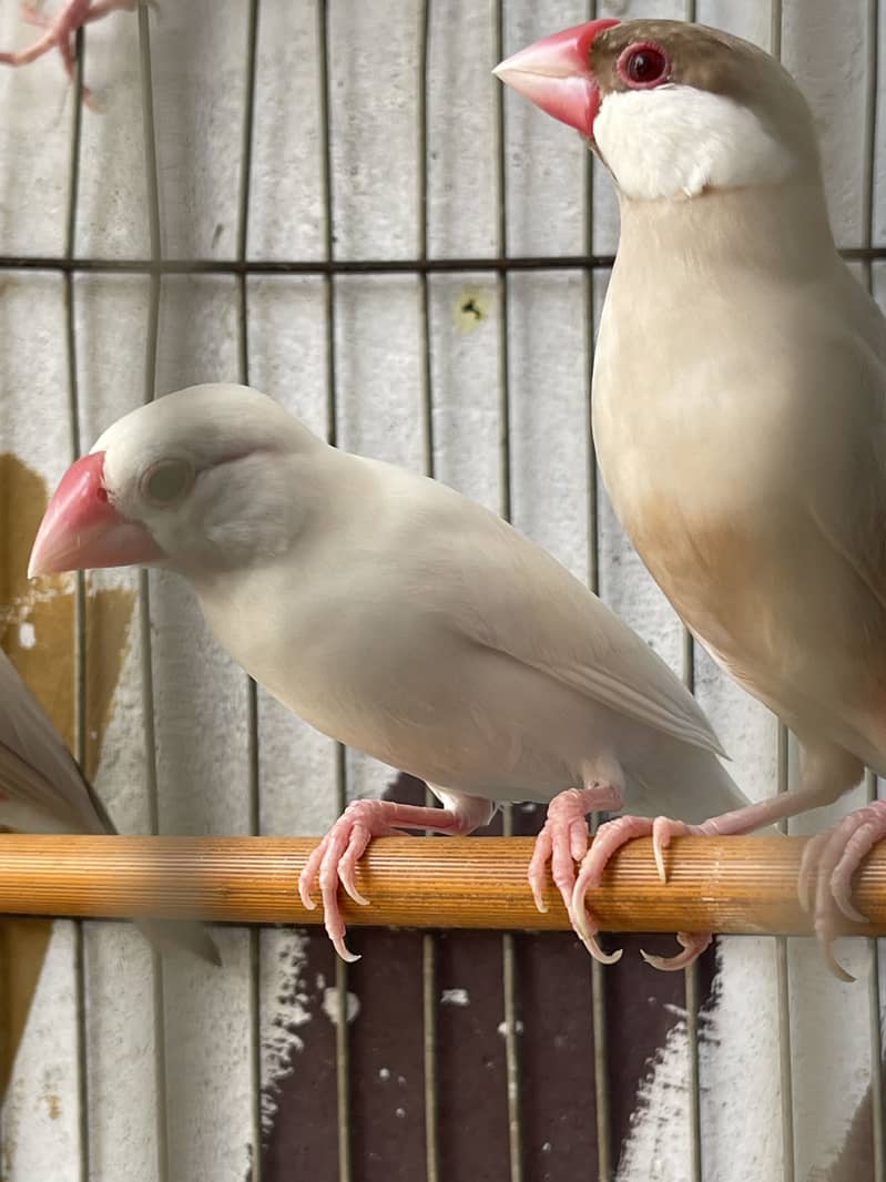 Java finches 4