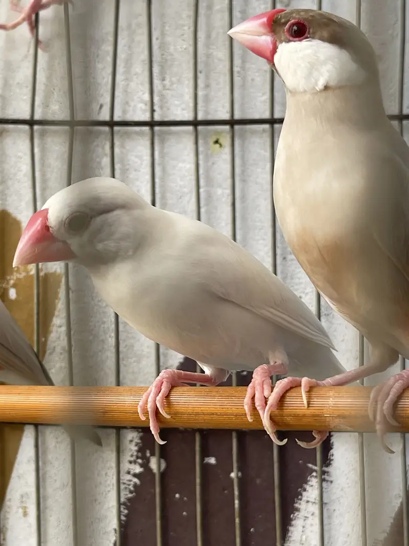 Java finches — photo 5