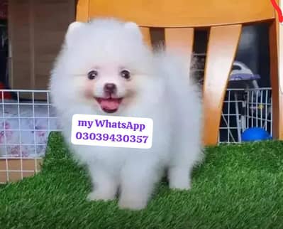 Pomeranian puppies for sale 2 month age vaccination ok