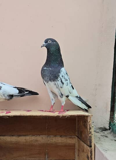 Teddy Pigeon/Teddi Kabootar.