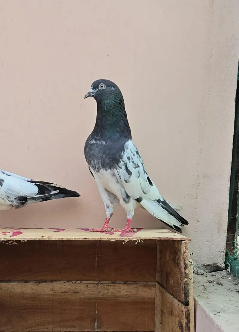 Teddy Pigeon/Teddi Kabootar.
