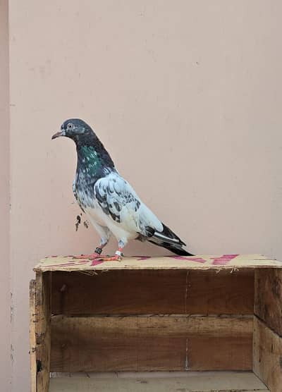 Teddy Pigeon/Teddi Kabootar.