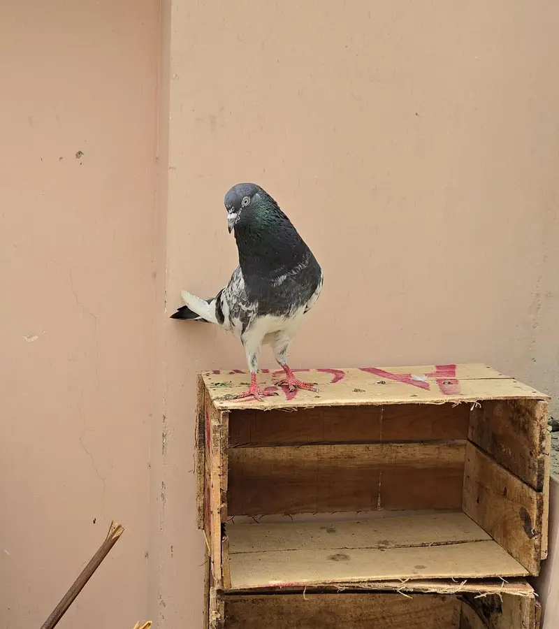 Teddy Pigeon/Teddi Kabootar. — photo 3