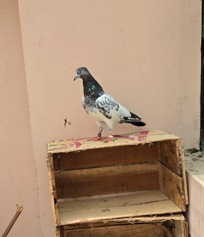 Teddy Pigeon/Teddi Kabootar. — photo 4