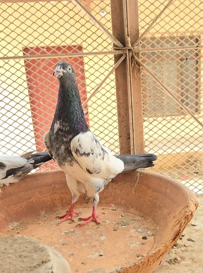 Teddy Pigeon/Teddi Kabootar. — photo 5