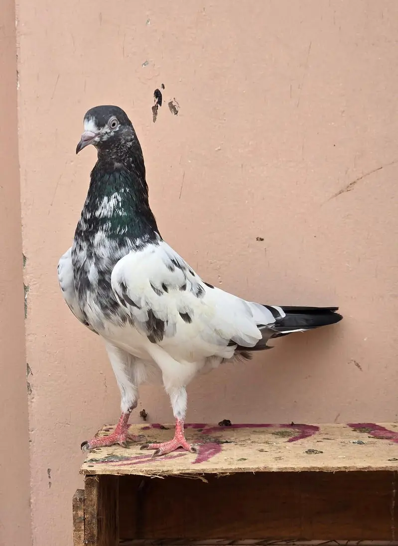 Teddy Pigeon/Teddi Kabootar. — photo 6