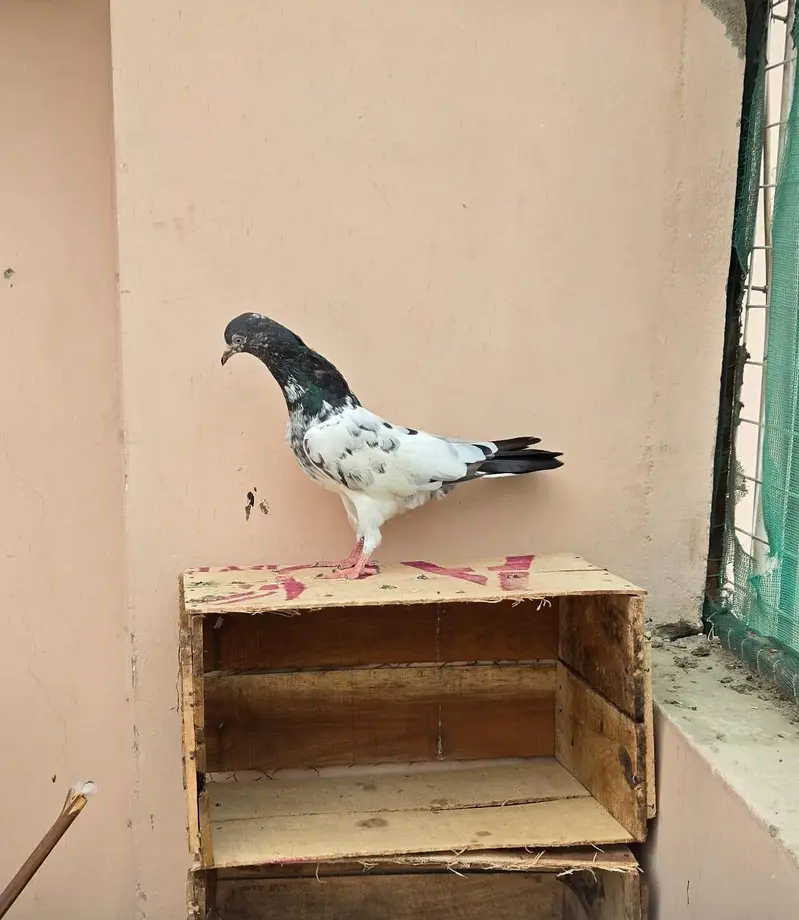 Teddy Pigeon/Teddi Kabootar. — photo 7