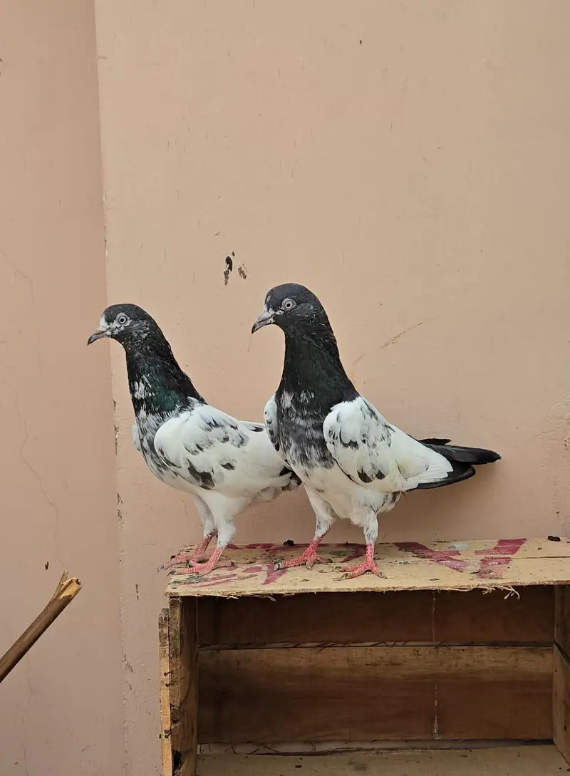 Teddy Pigeon/Teddi Kabootar. — photo 8