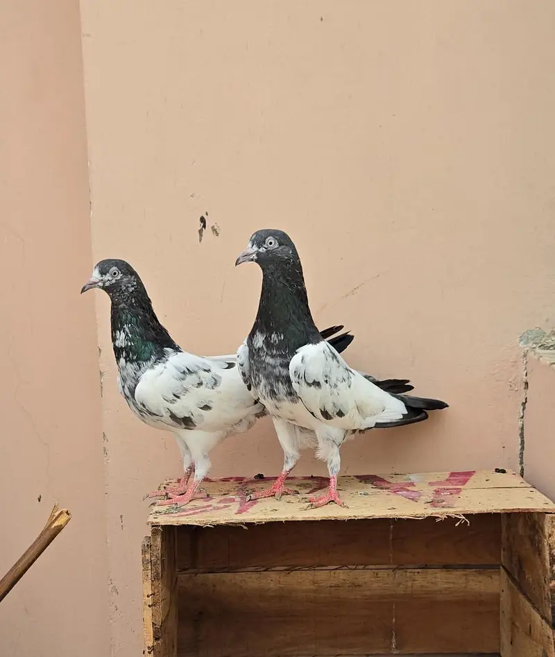 Teddy Pigeon/Teddi Kabootar. — photo 9