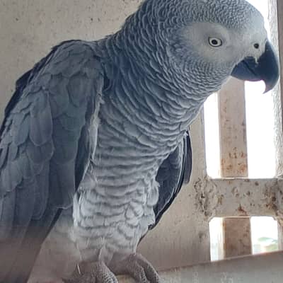 African Grey Parrot For Sale