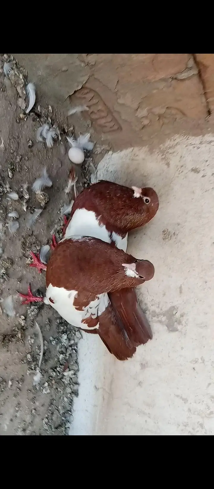 Khal breeder pair with chick — photo 2
