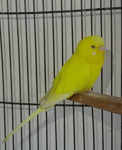 King size red eye male