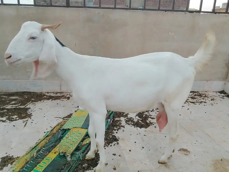 Ablak gullabi — photo 2