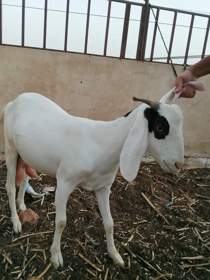 Ablak gullabi — photo 4