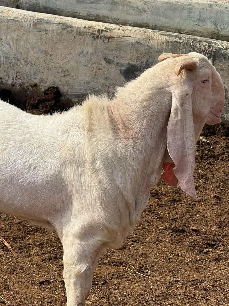 Gulabi kamori biredar