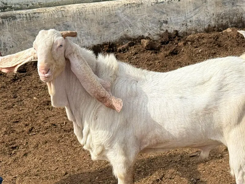 Gulabi kamori biredar — photo 2