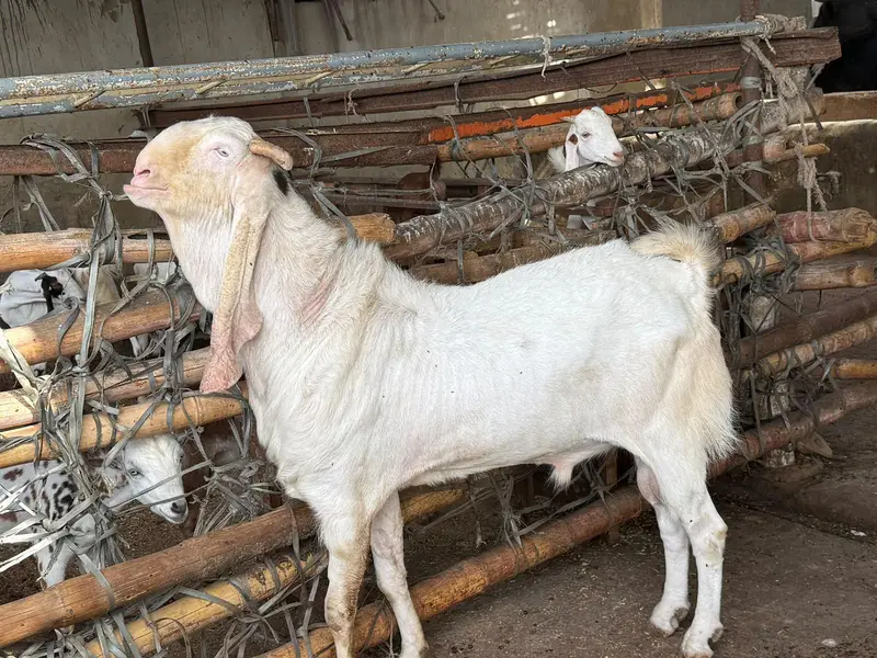 Gulabi kamori biredar — photo 3