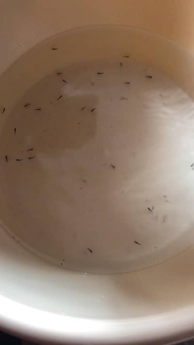 Beautiful Healthy Molly Fish for Sale  | Aquarium Fish