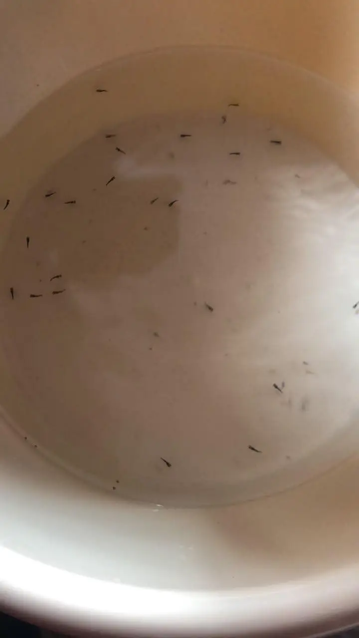Beautiful Healthy Molly Fish for Sale  | Aquarium Fish