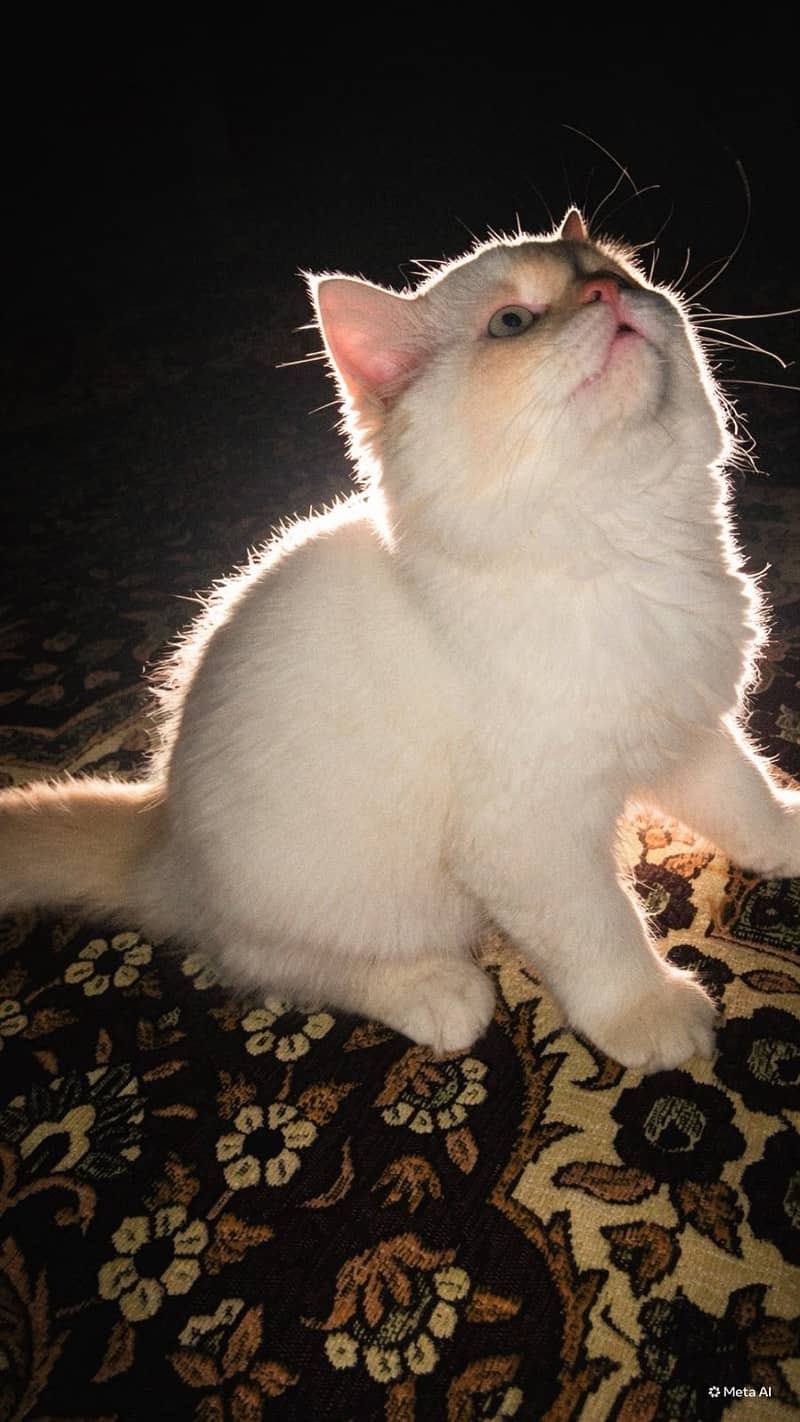 Doll face, Himalayan 0
