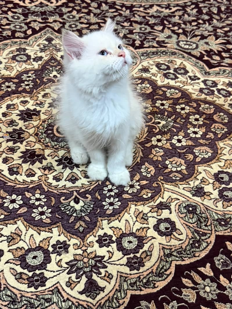 Doll face, Himalayan 1