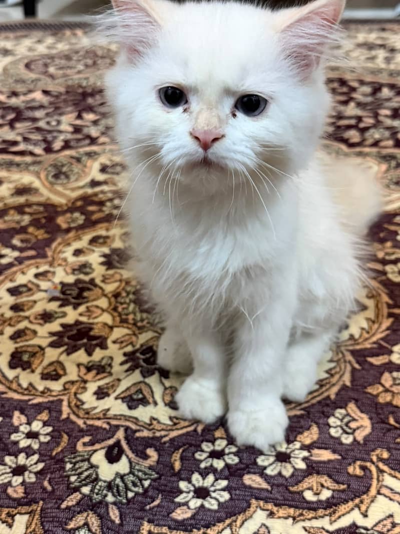 Doll face, Himalayan 2