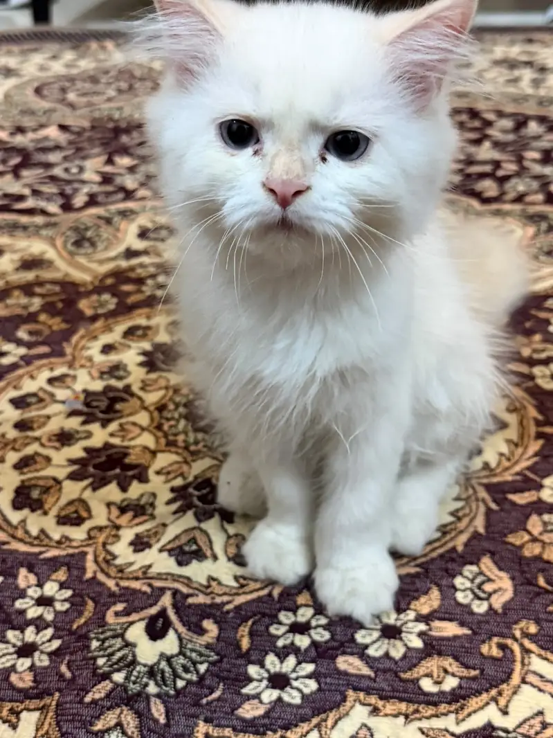 Doll face, Himalayan — photo 3