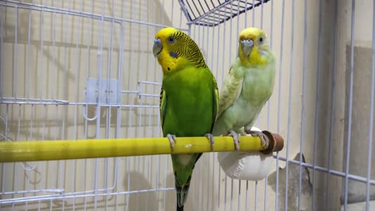 Budgie pair for sale and cage as well