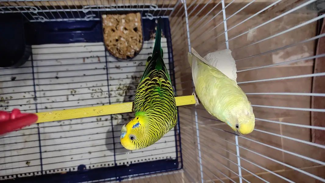 Budgie pair for sale and cage as well — photo 2