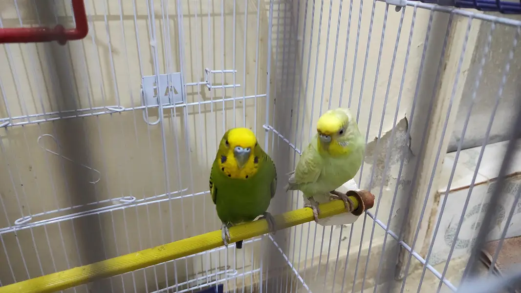 Budgie pair for sale and cage as well — photo 3