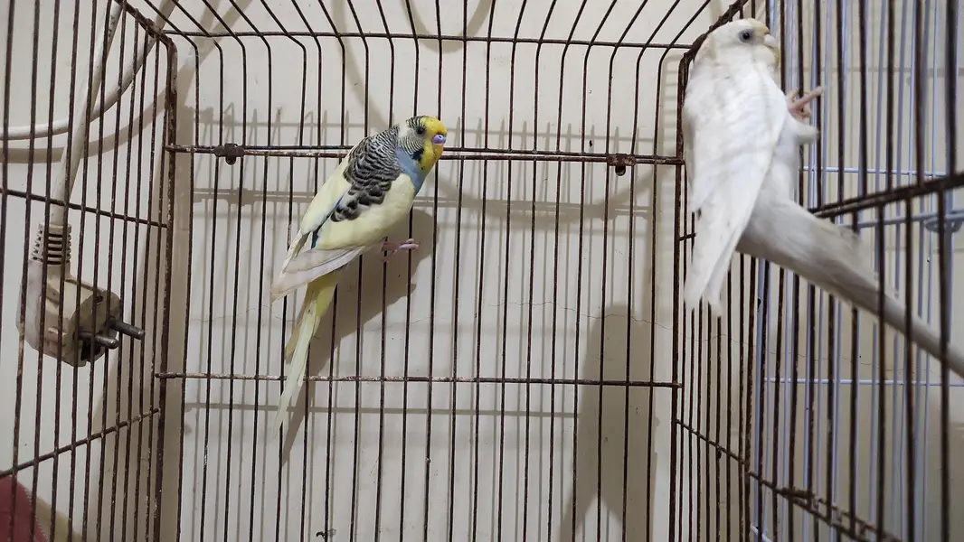 Budgie pair for sale and cage as well — photo 4