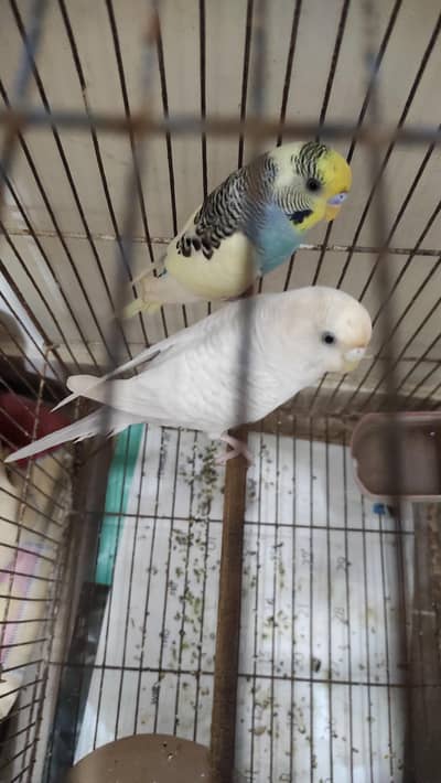 2 Budgies pairs for sale and cage as well