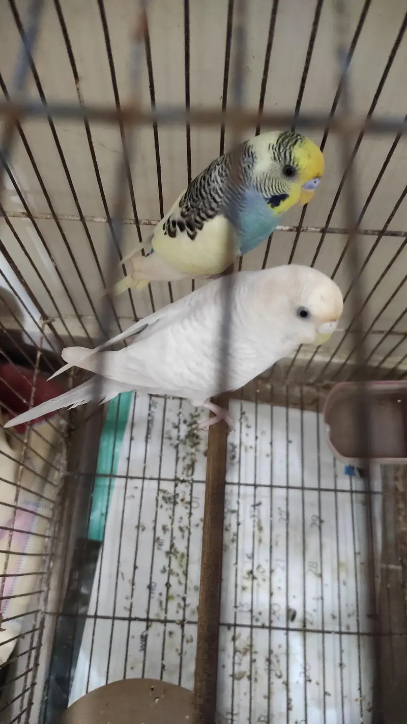 Budgie pair for sale and cage as well — photo 5