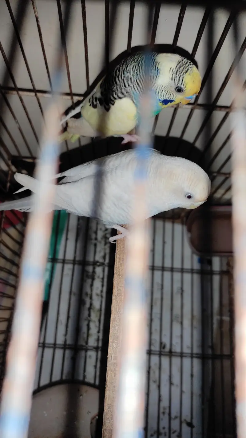 Budgie pair for sale and cage as well — photo 6