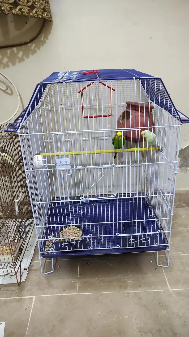 Budgie pair for sale and cage as well — photo 7