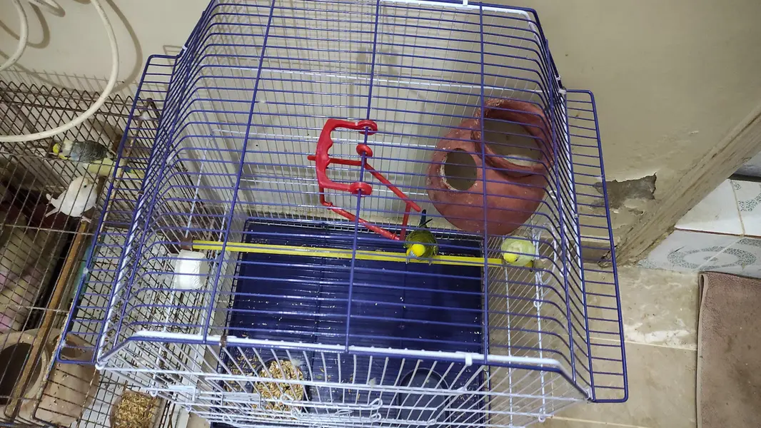 Budgie pair for sale and cage as well — photo 8