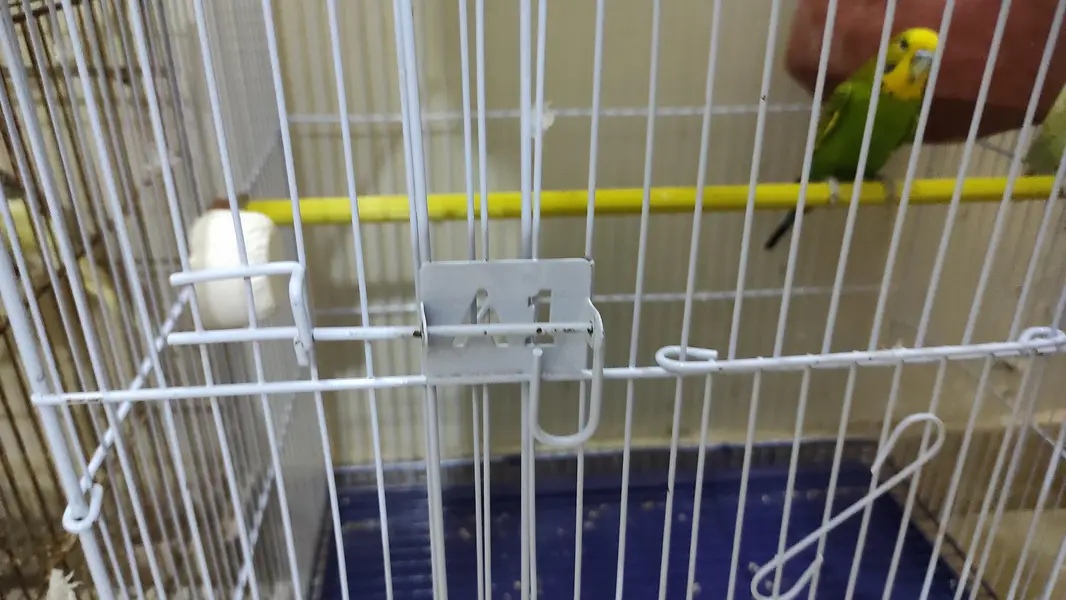 Budgie pair for sale and cage as well — photo 9