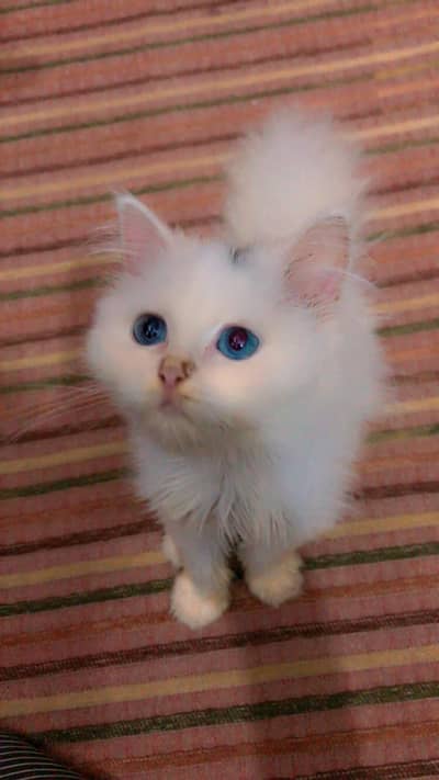 Blue eyes kitten