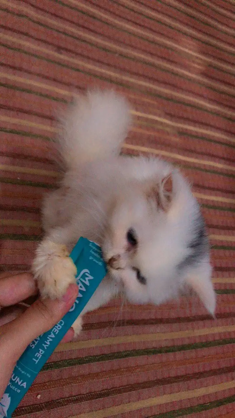Blue eyes kitten — photo 3
