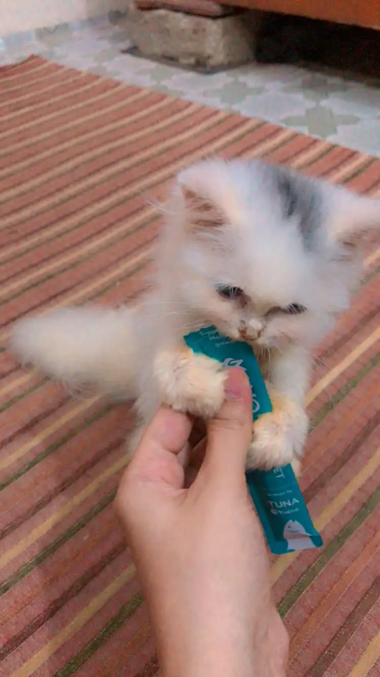 Blue eyes kitten — photo 4
