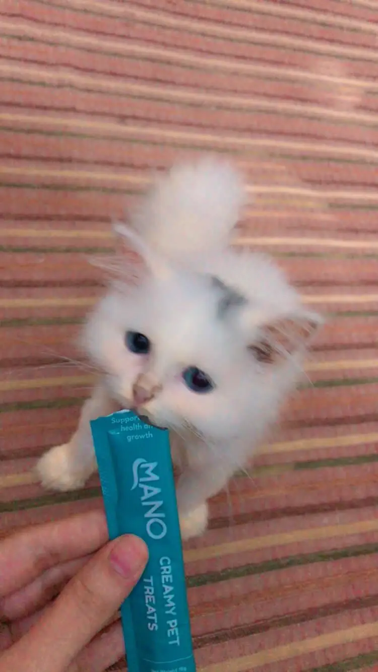 Blue eyes kitten — photo 5